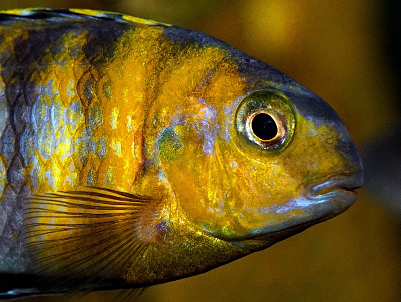 Tropheops sp. 'red cheek'